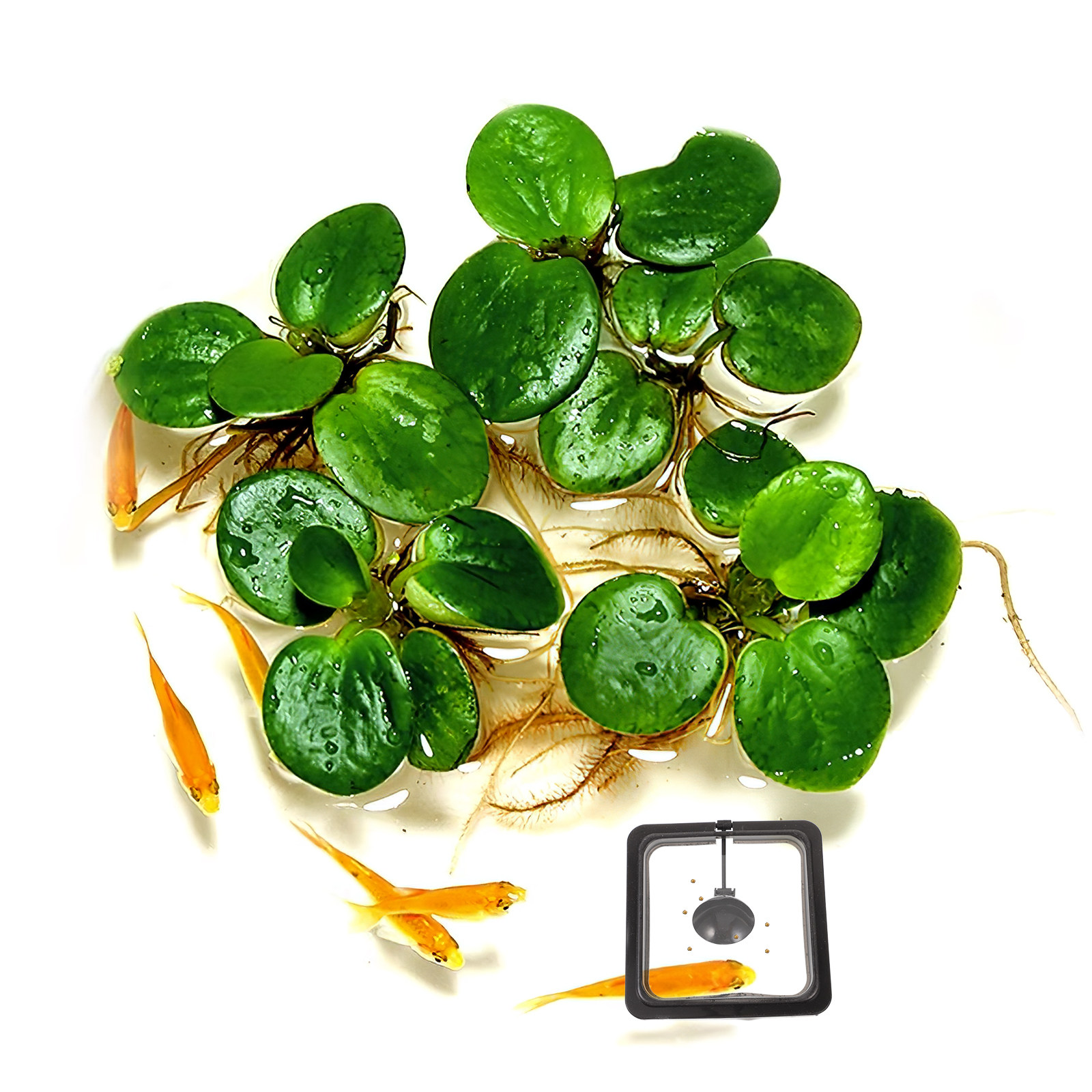 Fish Feeding Square Aquarium F - Aquarium Fish Keeping ulasan dan harga