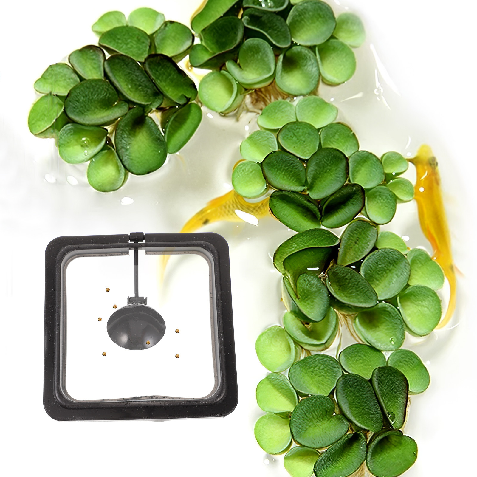 Fish Feeding Square Aquarium F - Aquarium Fish Keeping ulasan dan harga